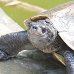 Endangered Turtle Species in  Small Canadian Town Could Determine Casino Project Outcome