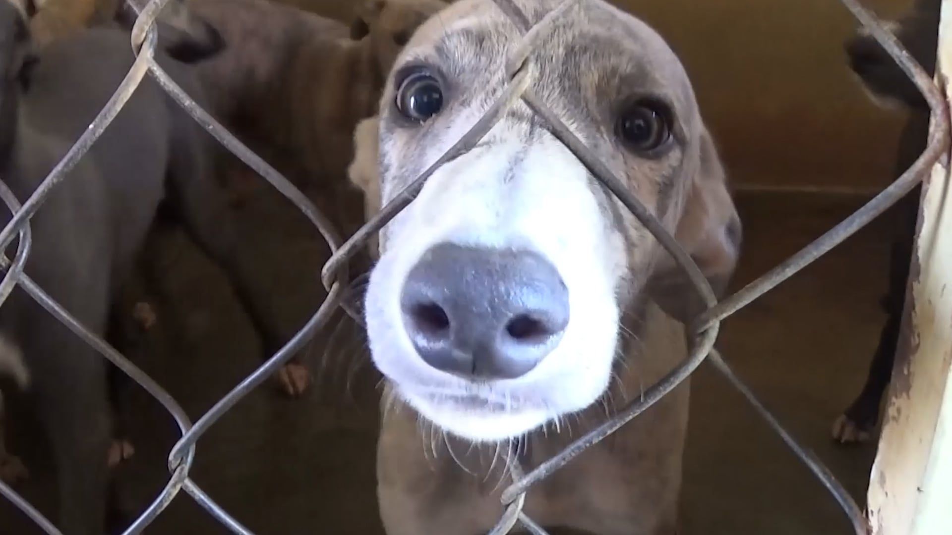 greyhound boarding kennels