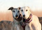 Greyhound racing