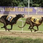 Poll Claims West Virginia Residents Favor Ending Greyhound Racing Subsidy