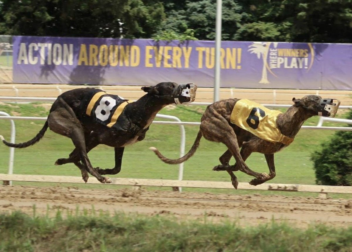 West Virginia casino greyhound breeder