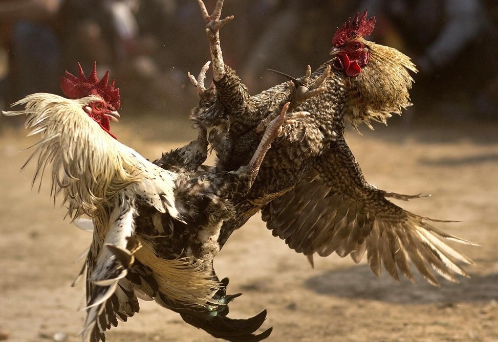 cockfighting