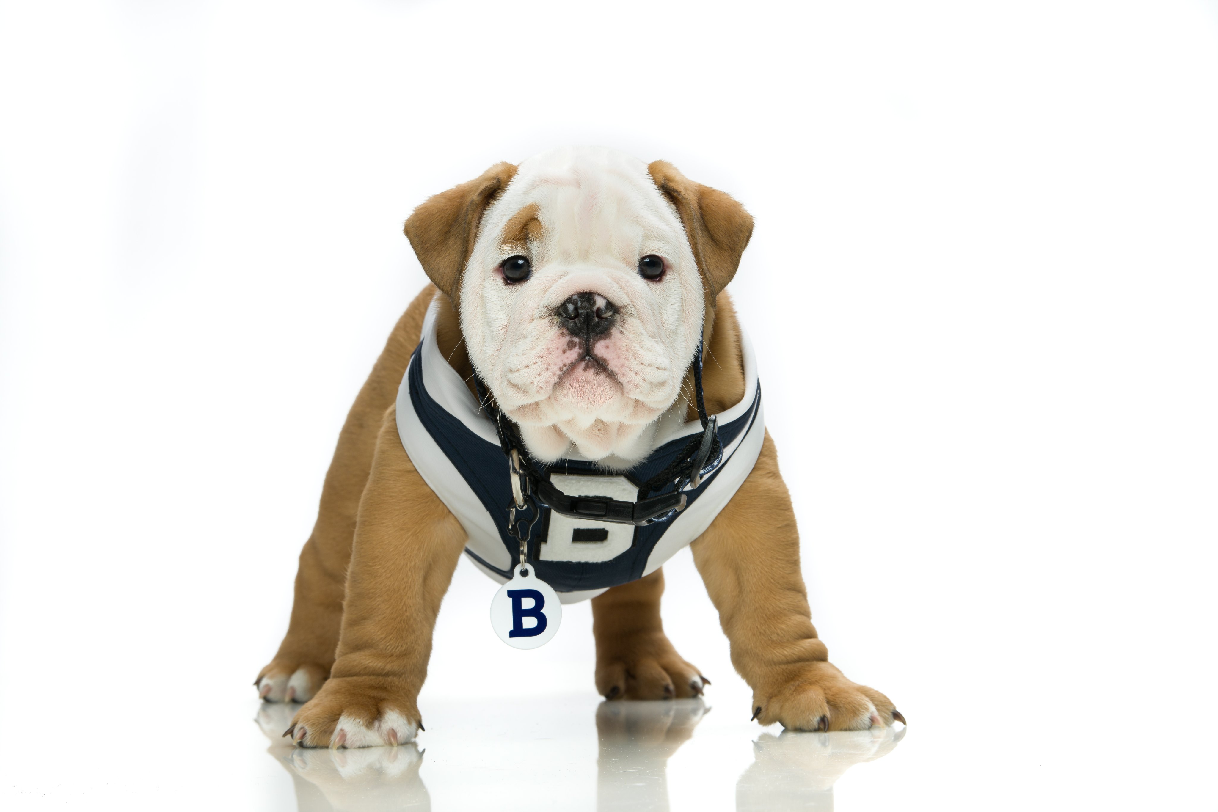 Butler Blue  The Official Mascot of Butler University