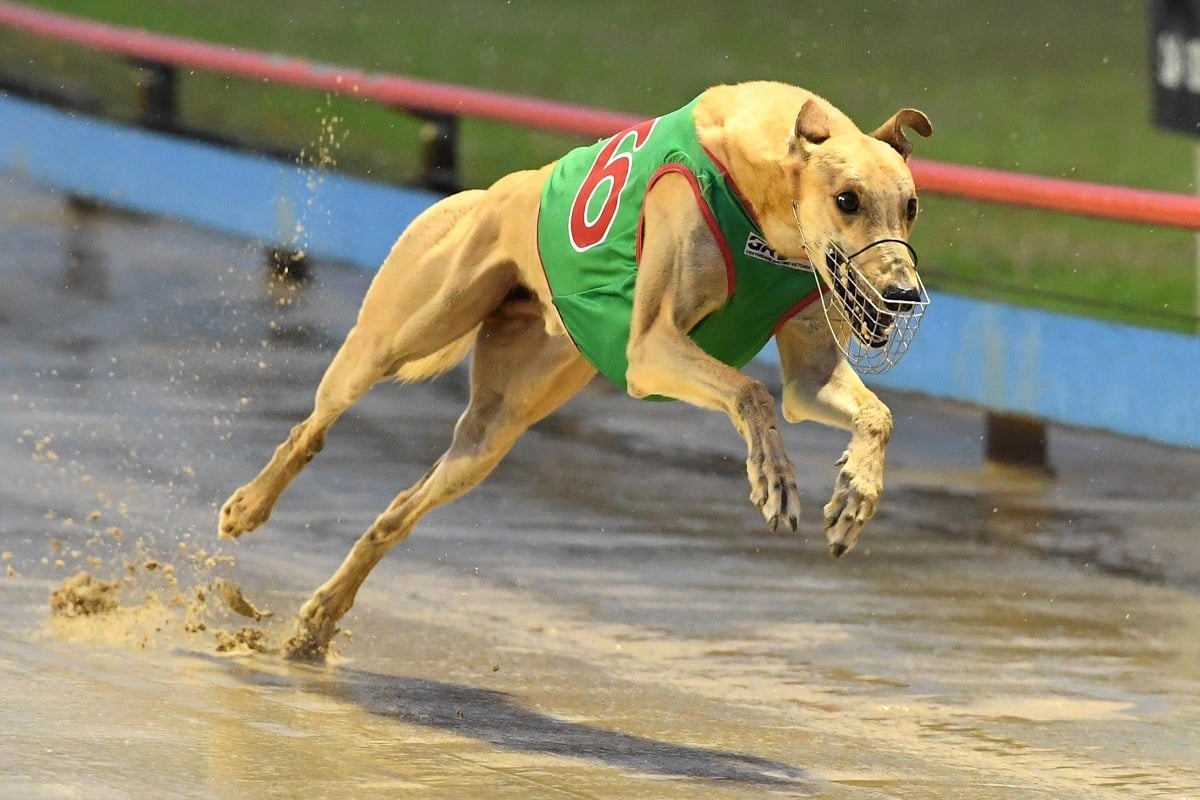 Greyhound Track