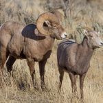 Montana Lottery Says 142 Businesses Sports Betting Ready, Still Eyeing Early March Launch, $1,000 Max Bet Policy in Place