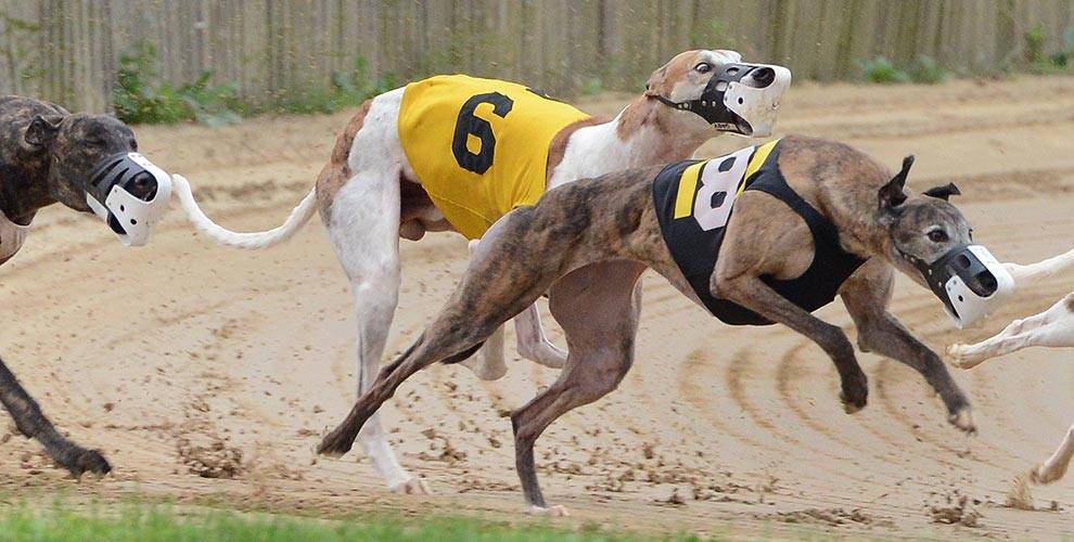 West Virginia greyhound racing