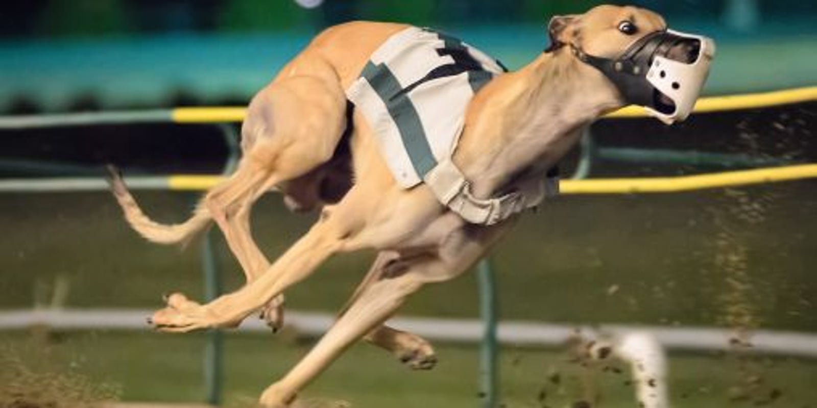 Florida greyhound racing