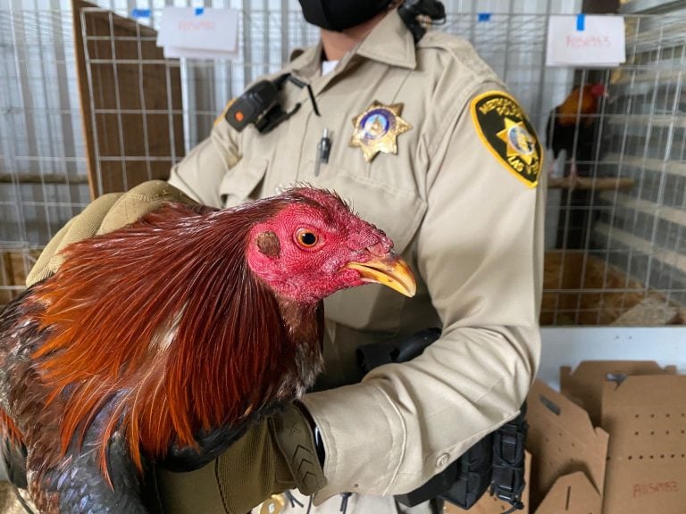Las Vegas Police Rescue 300 Birds Groomed for Cockfighting