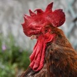 Police in India Detain Fighting Rooster for Slashing Owner to Death