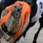 Greyhound Tests Positive for Meth, Trainer Disqualified and Fined