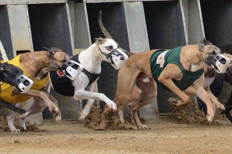 West Virginia dog racing