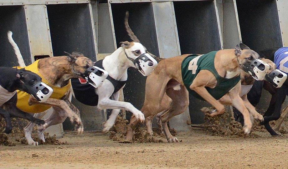 West Virginia dog racing