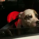 Las Vegas Strip Parking Garage Site of Dog Confined in Hot Car, Police Cite Owner