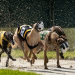 Greyhound Racing’s Lawsuit Challenging Florida Ban Thrown Out of Court