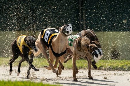 greyhound racing