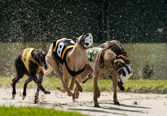 greyhound racing 