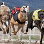 Iowa Greyhound Racing to End Next Year, as Casino Subsidy Concludes