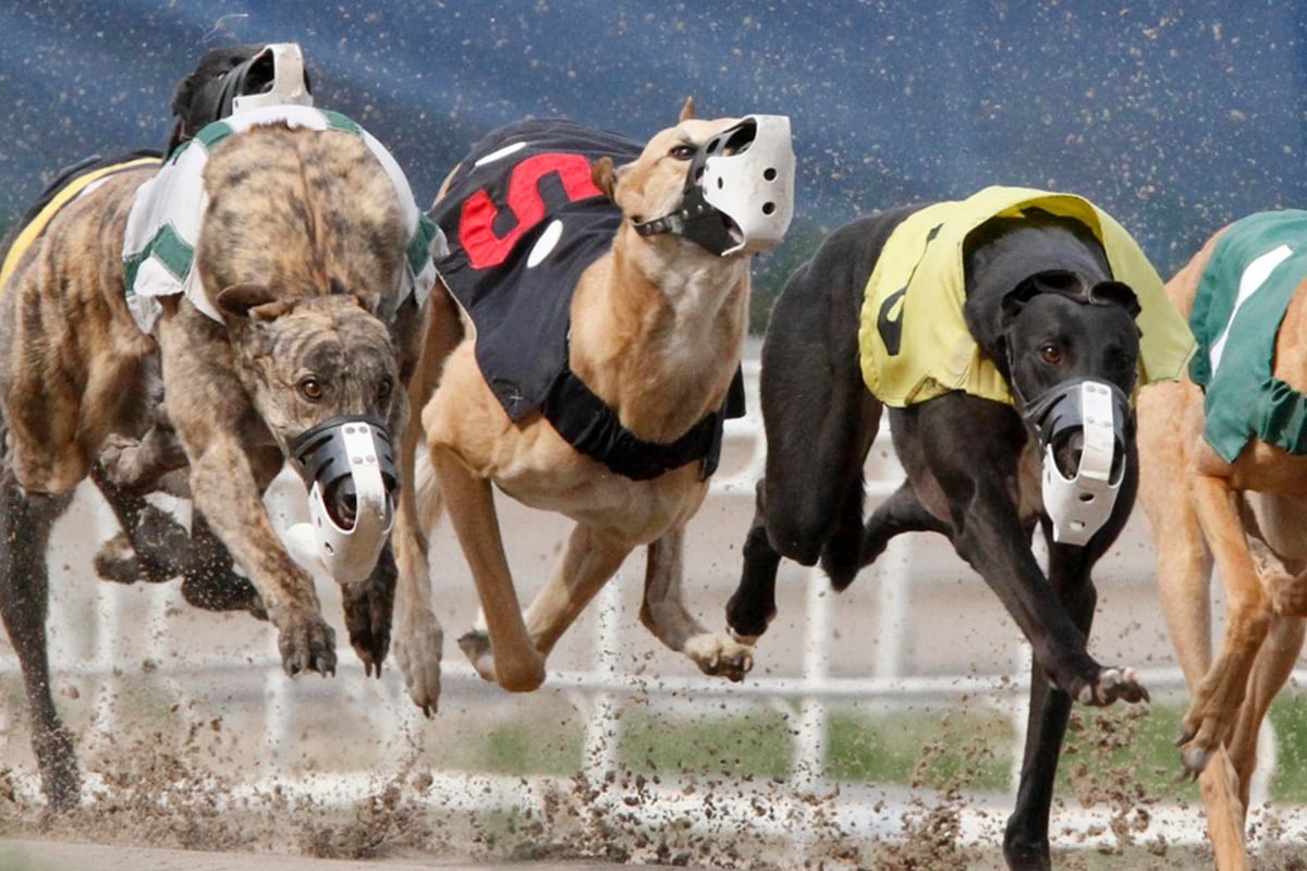 Iowa greyhound racing casino Council Bluffs