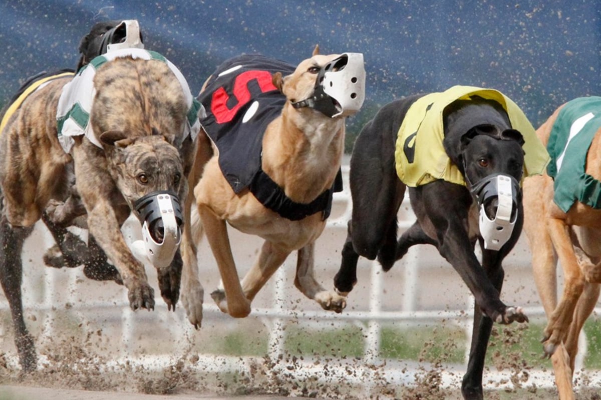 Casino Greyhound Racing Club