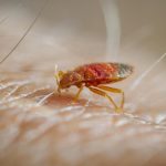 MGM Resorts Sued For $3M Over Alleged Gold Strike Casino Tunica Bed Bugs