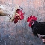 Online Cockfighting is ‘New Pandemic’ in Philippines, Says Lawmaker