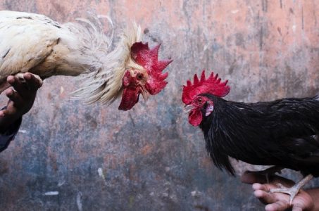 e-sabong cockfighting