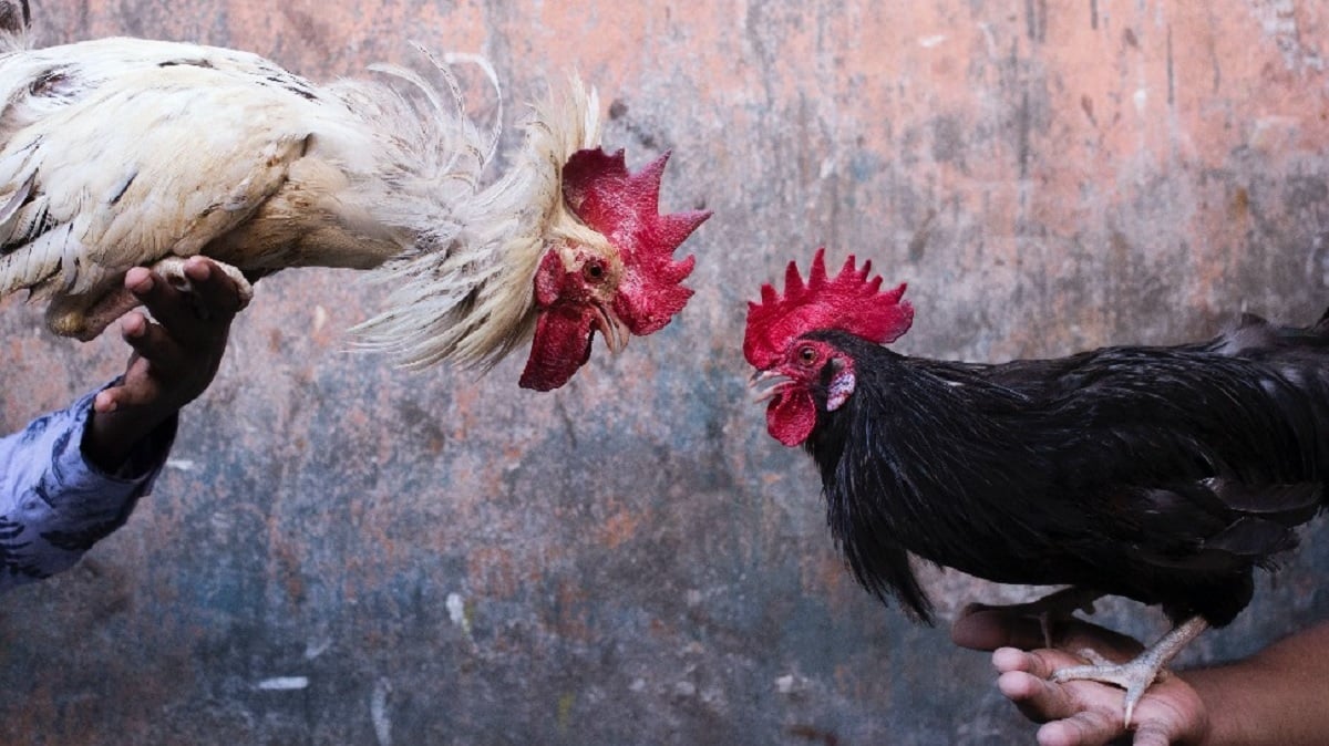 e-sabong cockfighting