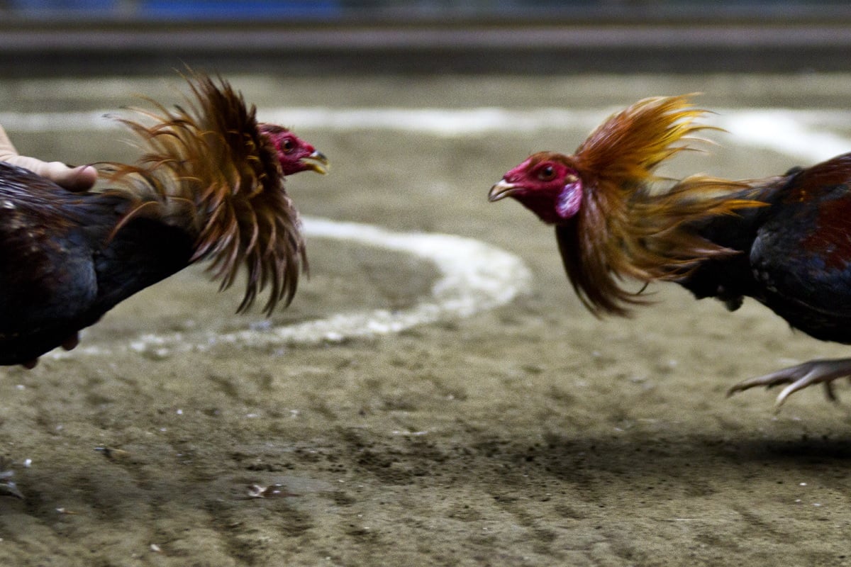 cockfighting