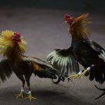 Dallas Police Bust Cockfighting Ring That Attracted 200 Gamblers