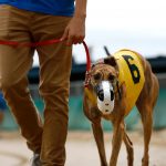 Greyhound Breeder Still Racing Despite Admitting to Illegal ‘Live Lure’ Training