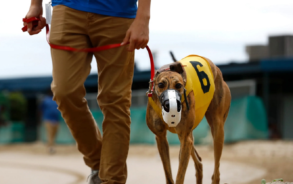 Greyhound Breeder Still Racing Despite Admitting To Live Lure Training