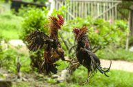 E-Sabong Cockfighting Debt Forces Philippines Mother To Sell Baby