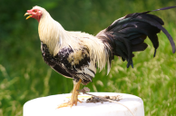 Kentucky Cockfighting Investigations Lead to Federal Indictments Against 17 People