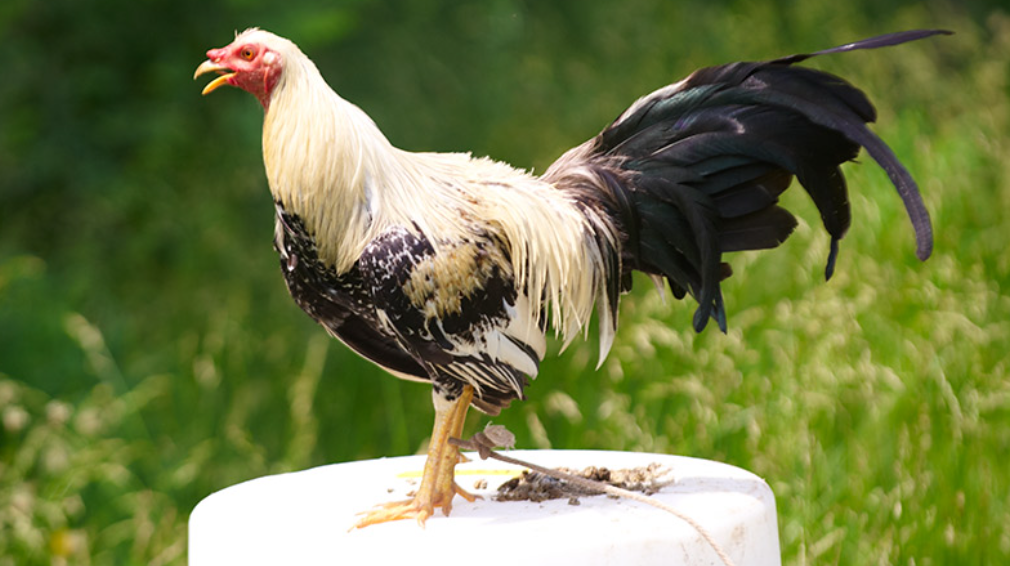 Kentucky Cockfighting Investigation Brings Federal Indictments Against 17