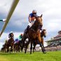 french horse racing