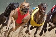 Greyhound Racing Trainer Gets Life Ban for Bludgeoning Dogs to Death