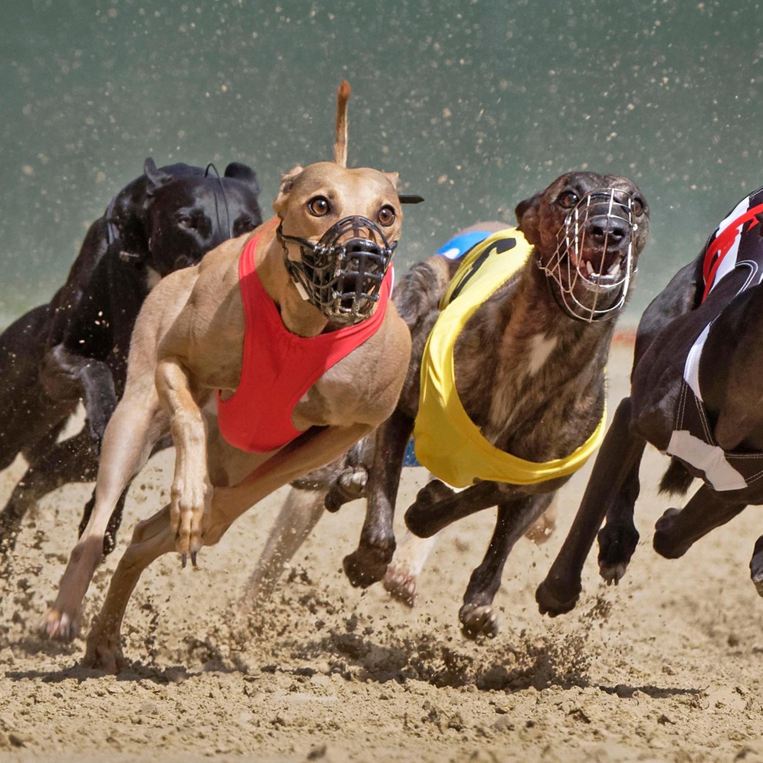Greyhound Racing Trainer Gets Life Ban for Bludgeoning Dogs to Death