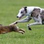 Hare coursing