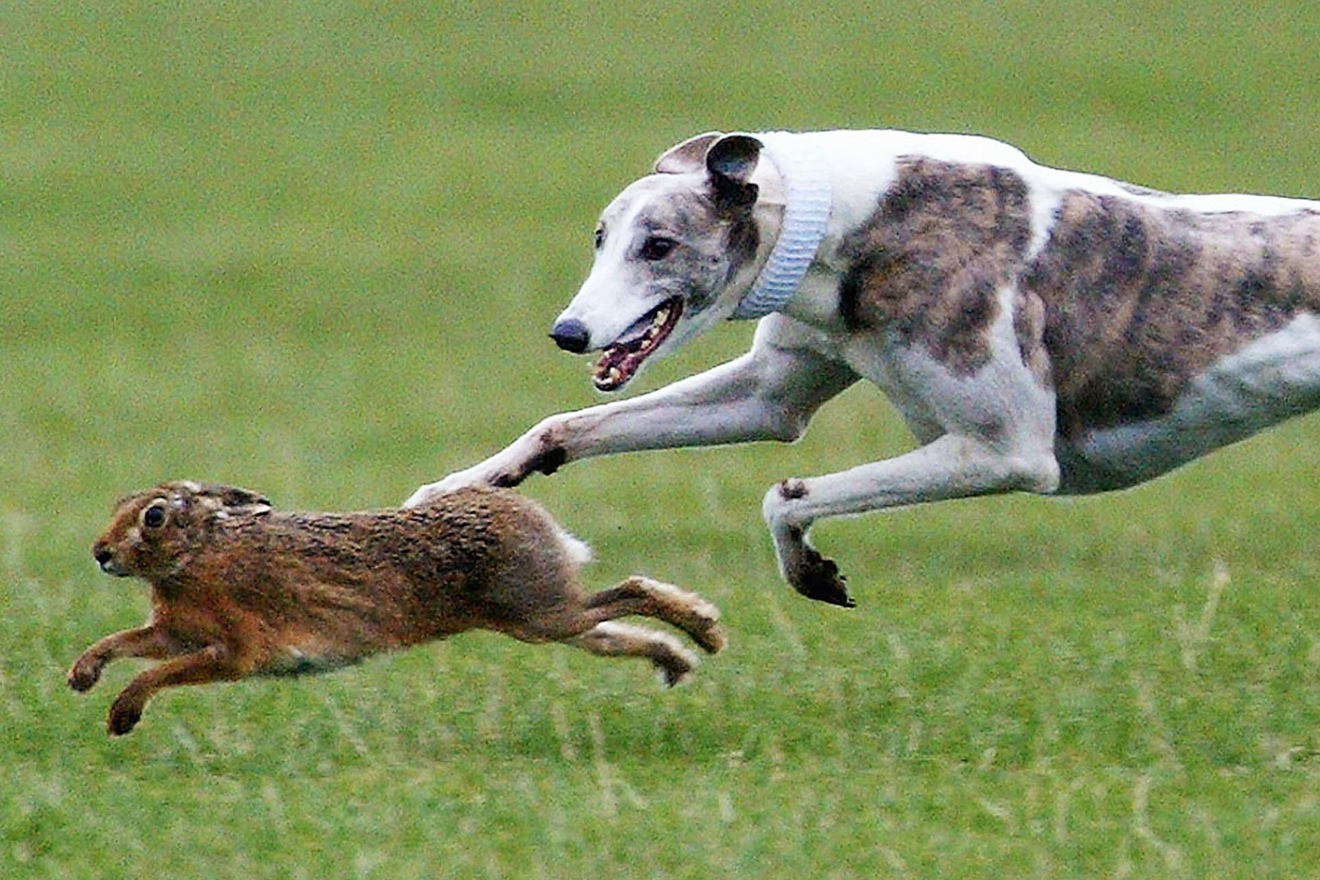 Hare coursing