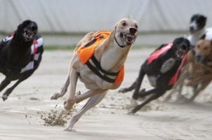 Greyhound racing