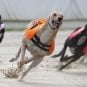 Greyhound racing