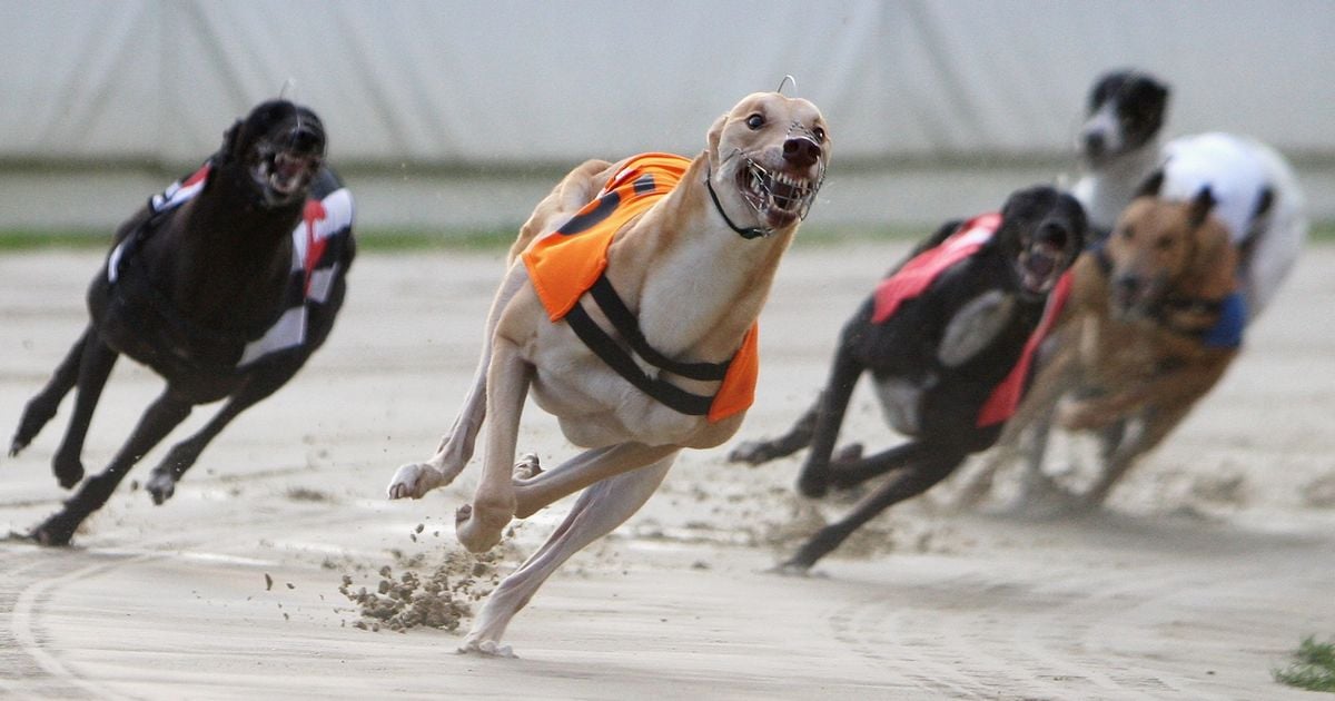 0 Greyhound Racing 