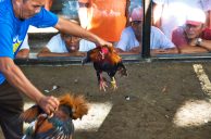 President Duterte Bans Online Cockfighting in the Philippines