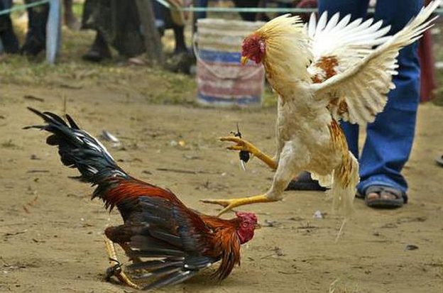 sabong fight