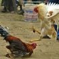 sabong fight