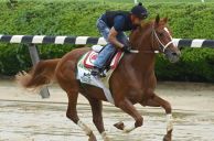 Rich Strike Draws Seven Challengers in Belmont, Listed as 7-2 Third Choice