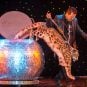 Magician Dirk Arthur performs with a snow leopard in this undated photo from his website.