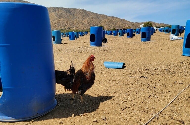 Cincin Sabung Ayam Ditumpas Dekat Los Angeles, Ratusan Ayam Aduan Ditemui