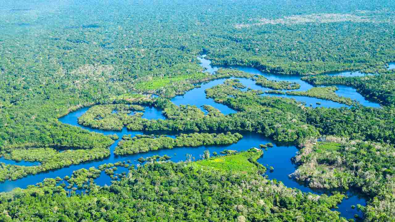 Amazon Rain forest