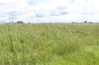 Slidell, Lousianna Casino Site Rejected Last Fall Now an Eyesore for Local Business